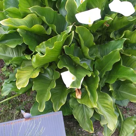 Hébergement de vacances L Oree De La Foret