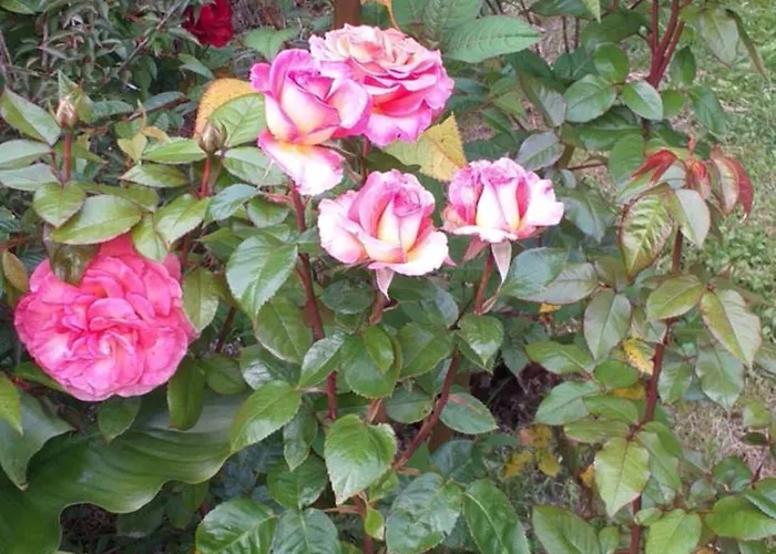 L Oree De La Foret * Incheville